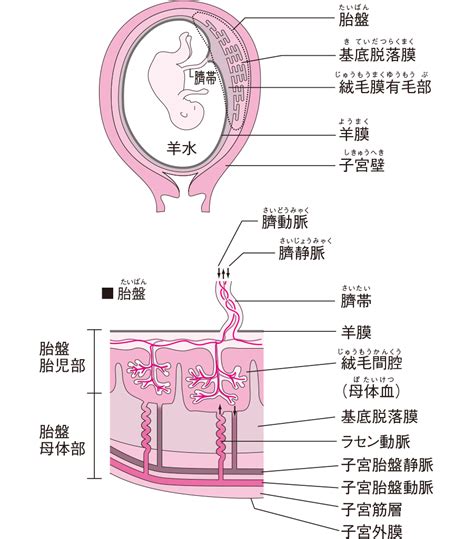 胎盤母體面|胎盤